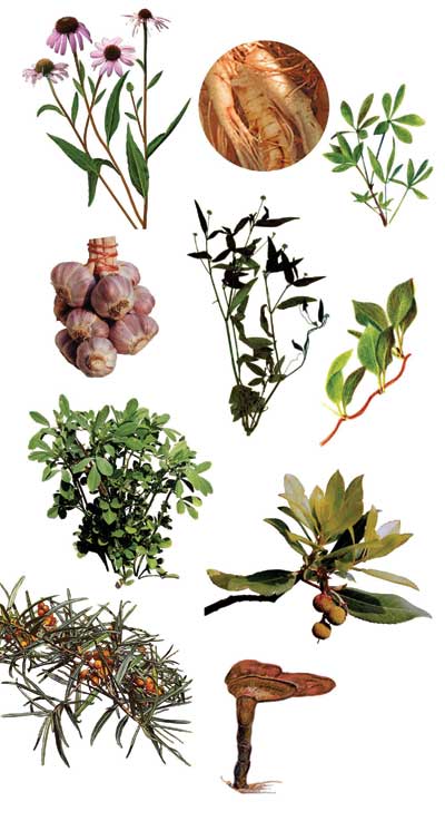 plantes adaptogènes