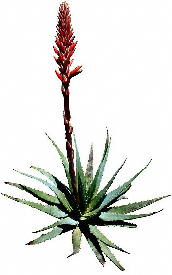 aloe vera