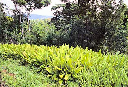 curcuma