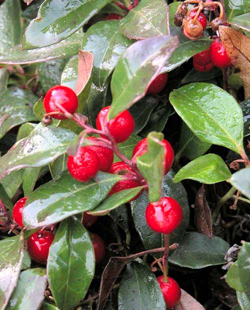 Gaultheria