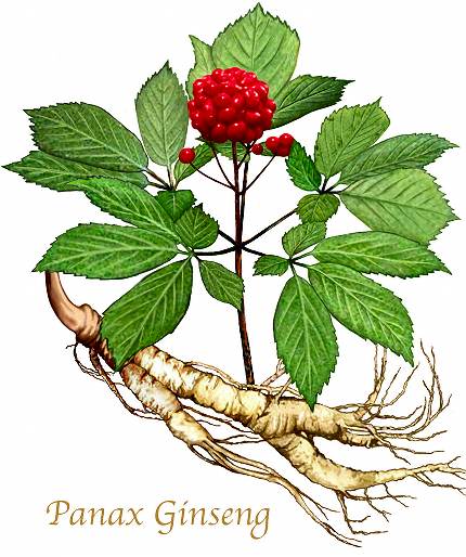 ginseng