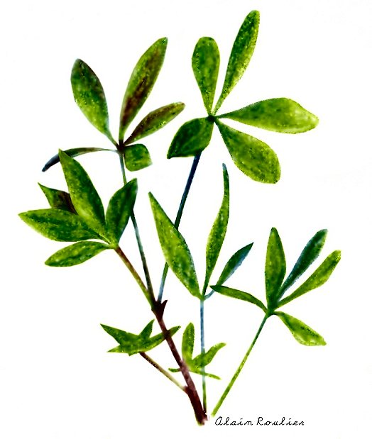 ginseng de sibérie