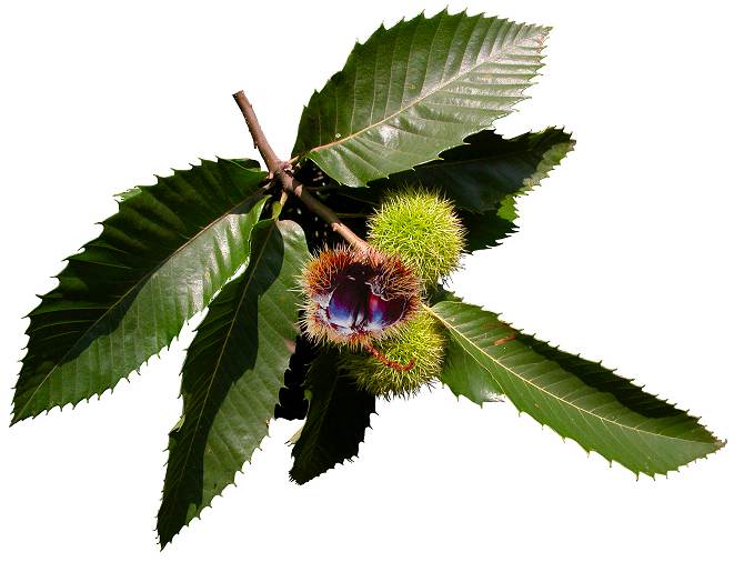  Castanea sativa