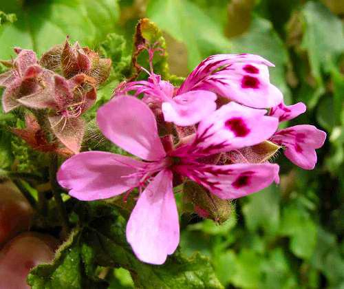 pelargonium