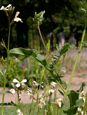 roquette