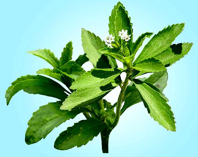 Poudre de feuilles de Stevia (édulcorant à base de plantes) – Botano