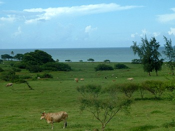 Agroforesterie à Marie-Galante