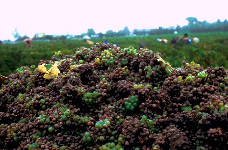 vendanges