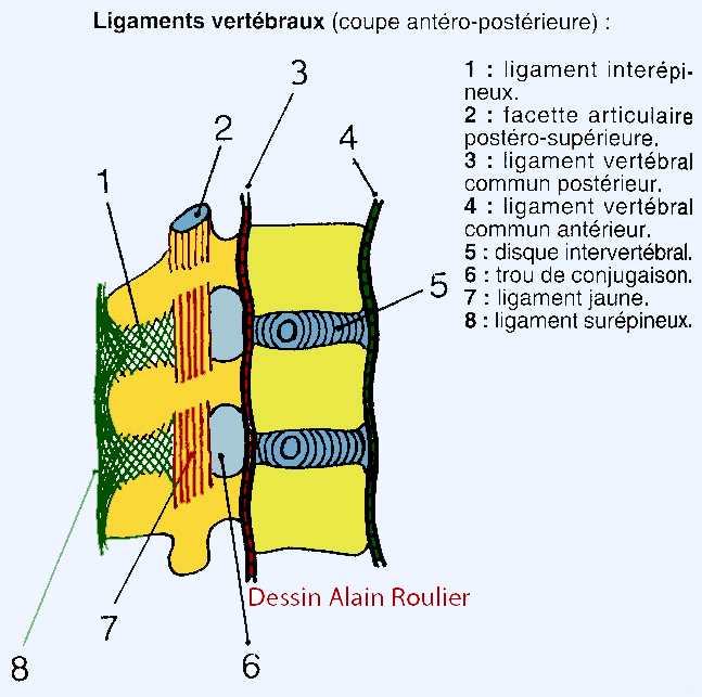 ligaments