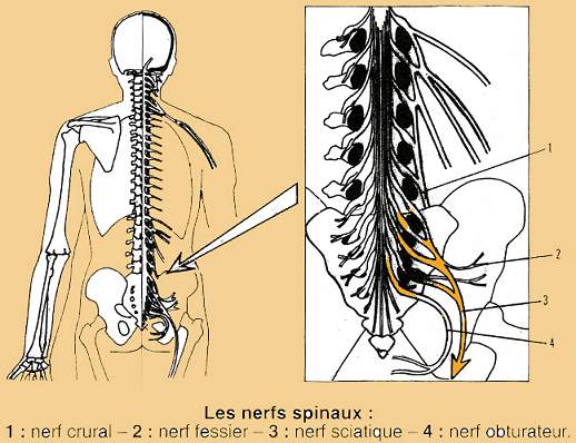 nerfs spinaux