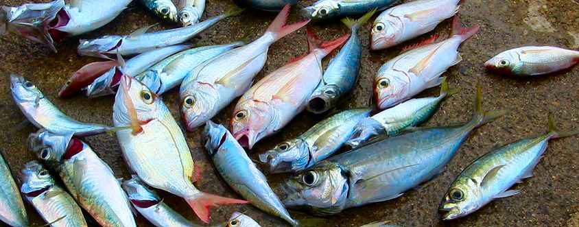 Sardine - Le guide Poisson du WWF