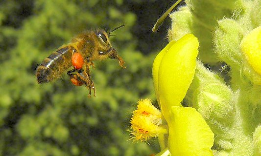 abeille © Alexis Roulier 2007