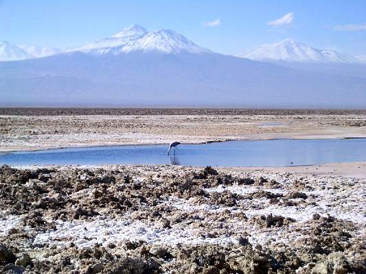 Salar de Atacama © Alexis Roulier 2007 