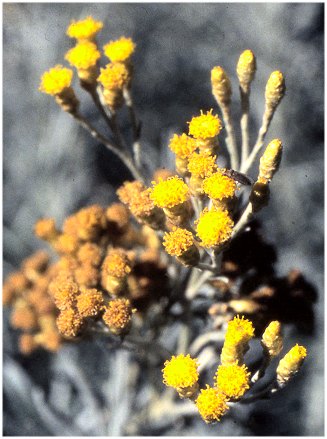 Helichrysum angustifolium