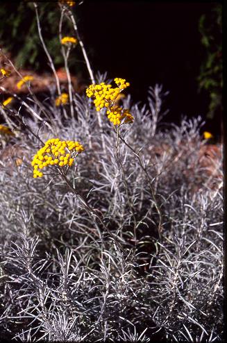 Helichrysum  Italicum