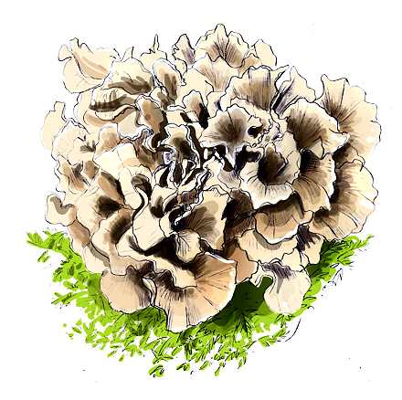 maitake