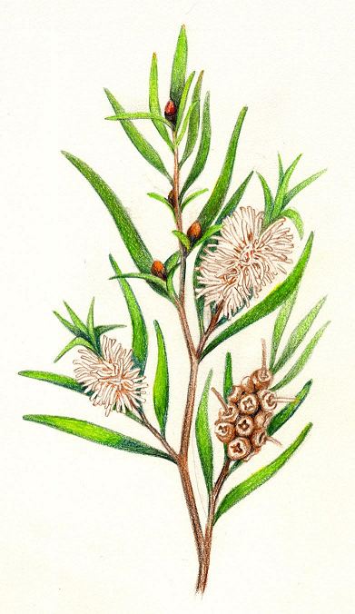 Melaleuca alternifolia