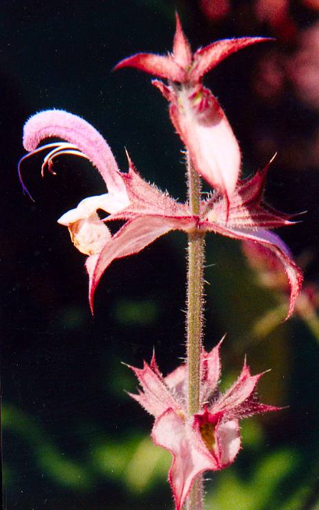 fleur sauge sclarée