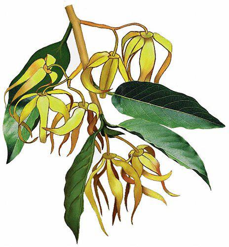 ylang